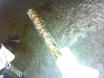 87 88 89 Caravan Right Camshaft 6-181 3.0 Liter. Fixed Price $59.26.